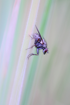 <i class='fa fa-user'></i>&nbsp;Pieter  LJ&nbsp;|  Coenosia tigrina&nbsp; <i class='fa fa-eye'>&nbsp;48</i> &nbsp;<i class='fa fa-thumbs-up'>&nbsp;3</i> &nbsp; <i class='fa fa-comment-o'>&nbsp;4</i>