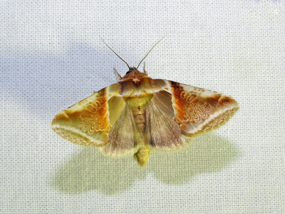 <i class='fa fa-user'></i>&nbsp;Jelle Bakker&nbsp;|  Vuursteenvlinder&nbsp; <i class='fa fa-eye'>&nbsp;93</i> &nbsp;<i class='fa fa-thumbs-up'>&nbsp;2</i> &nbsp; <i class='fa fa-comment-o'>&nbsp;3</i>