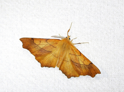 <i class='fa fa-user'></i>&nbsp;Jelle Bakker&nbsp;|  Geelblad&nbsp; <i class='fa fa-eye'>&nbsp;64</i> &nbsp; <i class='fa fa-comment-o'>&nbsp;3</i>