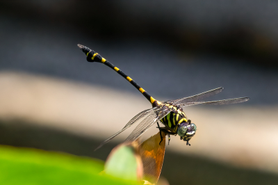 <i class='fa fa-user'></i>&nbsp;Louis56&nbsp;|  Ictinogomphus pertinax&nbsp; <i class='fa fa-eye'>&nbsp;73</i> &nbsp; <i class='fa fa-comment-o'>&nbsp;1</i>