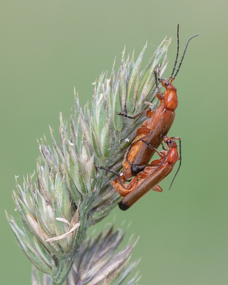 <i class='fa fa-user'></i>&nbsp;Johan van Gurp&nbsp;|  Kleine Rode Weekschild&nbsp; <i class='fa fa-eye'>&nbsp;56</i> &nbsp;<i class='fa fa-thumbs-up'>&nbsp;1</i> &nbsp; <i class='fa fa-comment-o'>&nbsp;2</i>