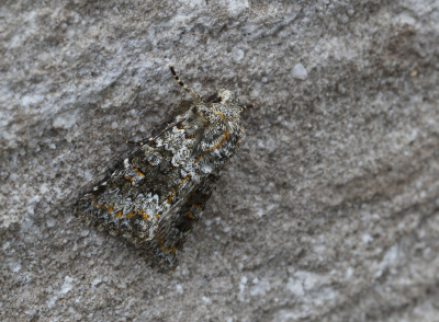 <i class='fa fa-user'></i>&nbsp;Ad Sprang&nbsp;|  Kompassla-uil&nbsp; <i class='fa fa-eye'>&nbsp;52</i> &nbsp;<i class='fa fa-thumbs-up'>&nbsp;1</i> &nbsp; <i class='fa fa-comment-o'>&nbsp;4</i>