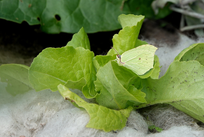 <i class='fa fa-user'></i>&nbsp;nelappelmelk&nbsp;|  Citroenvlinder&nbsp; <i class='fa fa-eye'>&nbsp;70</i> &nbsp; <i class='fa fa-comment-o'>&nbsp;2</i>