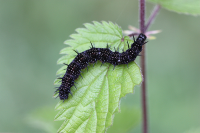 <i class='fa fa-user'></i>&nbsp;Paul Vandebroek&nbsp;|  Dagpauwoog&nbsp; <i class='fa fa-eye'>&nbsp;51</i> &nbsp;<i class='fa fa-thumbs-up'>&nbsp;1</i> &nbsp; <i class='fa fa-comment-o'>&nbsp;4</i>