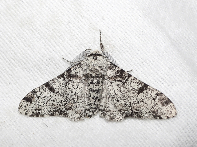 <i class='fa fa-user'></i>&nbsp;Jelle Bakker&nbsp;|  Peper-en-zoutvlinder&nbsp; <i class='fa fa-eye'>&nbsp;47</i> &nbsp;<i class='fa fa-thumbs-up'>&nbsp;1</i> &nbsp; <i class='fa fa-comment-o'>&nbsp;0</i>