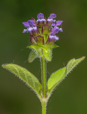 <i class='fa fa-user'></i>&nbsp;Tim Oord&nbsp;|  Gewone Brunel&nbsp; <i class='fa fa-eye'>&nbsp;51</i> &nbsp;<i class='fa fa-thumbs-up'>&nbsp;4</i> &nbsp; <i class='fa fa-comment-o'>&nbsp;2</i>