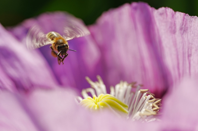 <i class='fa fa-user'></i>&nbsp;hesterb&nbsp;|  Honingbij&nbsp; <i class='fa fa-eye'>&nbsp;54</i> &nbsp;<i class='fa fa-thumbs-up'>&nbsp;1</i> &nbsp; <i class='fa fa-comment-o'>&nbsp;3</i>