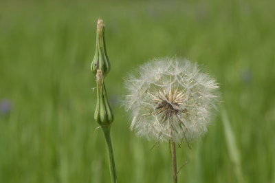 <i class='fa fa-user'></i>&nbsp;Jan Luit&nbsp;|  Bleke morgenster&nbsp; <i class='fa fa-eye'>&nbsp;41</i> &nbsp; <i class='fa fa-comment-o'>&nbsp;0</i>