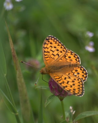 <i class='fa fa-user'></i>&nbsp;KrisvdWijk&nbsp;|  Grote Parelmoervlinder&nbsp; <i class='fa fa-eye'>&nbsp;65</i> &nbsp; <i class='fa fa-comment-o'>&nbsp;2</i>