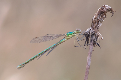 <i class='fa fa-user'></i>&nbsp;Johan van Gurp&nbsp;|  Tengere Pantserjuffer&nbsp; <i class='fa fa-eye'>&nbsp;69</i> &nbsp;<i class='fa fa-thumbs-up'>&nbsp;1</i> &nbsp; <i class='fa fa-comment-o'>&nbsp;2</i>