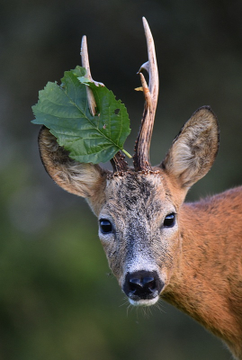 <i class='fa fa-user'></i>&nbsp;robert-jan&nbsp;|  Ree&nbsp; <i class='fa fa-eye'>&nbsp;124</i> &nbsp;<i class='fa fa-thumbs-up'>&nbsp;10</i> &nbsp; <i class='fa fa-comment-o'>&nbsp;7</i>