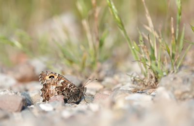 <i class='fa fa-user'></i>&nbsp;nelappelmelk&nbsp;|  Heivlinder&nbsp; <i class='fa fa-eye'>&nbsp;69</i> &nbsp;<i class='fa fa-thumbs-up'>&nbsp;1</i> &nbsp; <i class='fa fa-comment-o'>&nbsp;6</i>