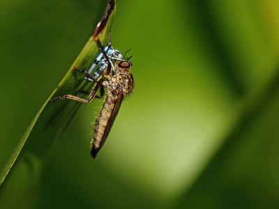 <i class='fa fa-user'></i>&nbsp;Pieter  LJ&nbsp;|  Roodbaardroofvlieg&nbsp; <i class='fa fa-eye'>&nbsp;52</i> &nbsp; <i class='fa fa-comment-o'>&nbsp;0</i>