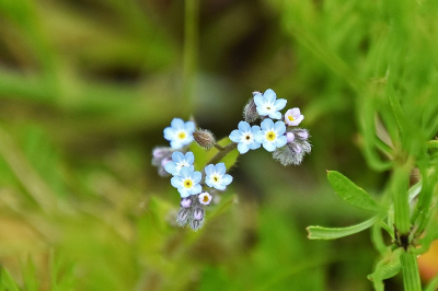 <i class='fa fa-user'></i>&nbsp;kooyammers&nbsp;|  Akkervergeet-mij-nietje&nbsp; <i class='fa fa-eye'>&nbsp;34</i> &nbsp; <i class='fa fa-comment-o'>&nbsp;1</i>