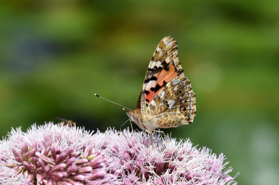 <i class='fa fa-user'></i>&nbsp;kooyammers&nbsp;|  Distelvlinder&nbsp; <i class='fa fa-eye'>&nbsp;58</i> &nbsp;<i class='fa fa-thumbs-up'>&nbsp;6</i> &nbsp; <i class='fa fa-comment-o'>&nbsp;6</i>