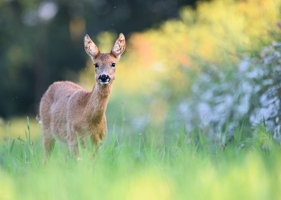 <i class='fa fa-user'></i>&nbsp;robert-jan&nbsp;|  Ree&nbsp; <i class='fa fa-eye'>&nbsp;64</i> &nbsp;<i class='fa fa-thumbs-up'>&nbsp;3</i> &nbsp; <i class='fa fa-comment-o'>&nbsp;1</i>