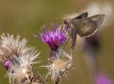 <i class='fa fa-user'></i>&nbsp;Tim Oord&nbsp;|  Gamma-uil&nbsp; <i class='fa fa-eye'>&nbsp;55</i> &nbsp; <i class='fa fa-comment-o'>&nbsp;4</i>