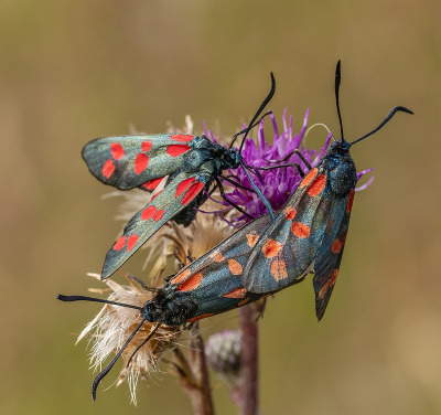 <i class='fa fa-user'></i>&nbsp;Tim Oord&nbsp;|  Sint-jansvlinder&nbsp; <i class='fa fa-eye'>&nbsp;61</i> &nbsp; <i class='fa fa-comment-o'>&nbsp;4</i>