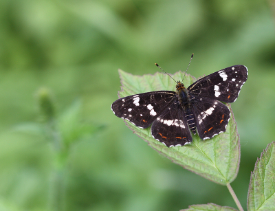 <i class='fa fa-user'></i>&nbsp;Paul Vandebroek&nbsp;|  Landkaartje&nbsp; <i class='fa fa-eye'>&nbsp;62</i> &nbsp;<i class='fa fa-thumbs-up'>&nbsp;6</i> &nbsp; <i class='fa fa-comment-o'>&nbsp;4</i>