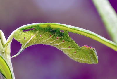 <i class='fa fa-user'></i>&nbsp;josephine&nbsp;|  Pauwoogpijlstaart&nbsp; <i class='fa fa-eye'>&nbsp;82</i> &nbsp;<i class='fa fa-thumbs-up'>&nbsp;6</i> &nbsp; <i class='fa fa-comment-o'>&nbsp;9</i>