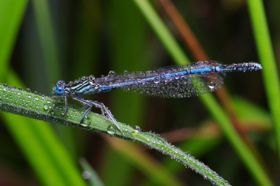 <i class='fa fa-user'></i>&nbsp;tonysettanta&nbsp;|  Blauwe Breedscheenjuffer&nbsp; <i class='fa fa-eye'>&nbsp;63</i> &nbsp; <i class='fa fa-comment-o'>&nbsp;2</i>