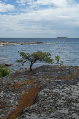 <i class='fa fa-user'></i>&nbsp;susan meijnders&nbsp;|  Zweedse kust&nbsp; <i class='fa fa-eye'>&nbsp;65</i> &nbsp; <i class='fa fa-comment-o'>&nbsp;4</i>