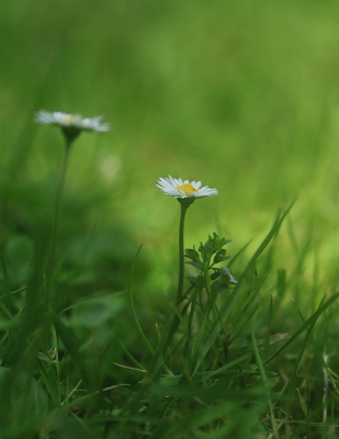 <i class='fa fa-user'></i>&nbsp;Tineke Strijbosch&nbsp;|  Madeliefje&nbsp; <i class='fa fa-eye'>&nbsp;43</i> &nbsp;<i class='fa fa-thumbs-up'>&nbsp;1</i> &nbsp; <i class='fa fa-comment-o'>&nbsp;8</i>