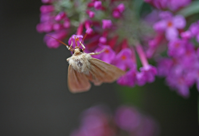 <i class='fa fa-user'></i>&nbsp;Cor&nbsp;|  Stompvleugelgrasuil&nbsp; <i class='fa fa-eye'>&nbsp;64</i> &nbsp;<i class='fa fa-thumbs-up'>&nbsp;1</i> &nbsp; <i class='fa fa-comment-o'>&nbsp;6</i>