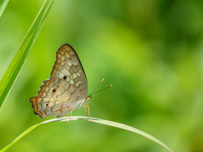 <i class='fa fa-user'></i>&nbsp;Henk Bouter&nbsp;|  Anartia j. jatrophae&nbsp; <i class='fa fa-eye'>&nbsp;101</i> &nbsp;<i class='fa fa-thumbs-up'>&nbsp;9</i> &nbsp; <i class='fa fa-comment-o'>&nbsp;5</i>