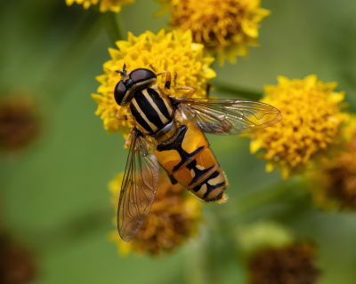 weinig wind en veel zon, veel insecten en vlinders op deze bloemen, veel vlinders bleven lang stil zitten met de insecten geduldig wachten op een stil moment