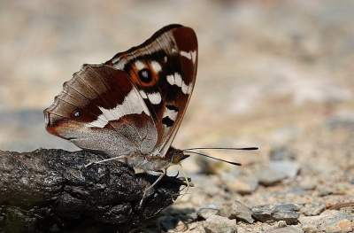 <i class='fa fa-user'></i>&nbsp;Ben Aalders&nbsp;|  Grote Weerschijnvlinder&nbsp; <i class='fa fa-eye'>&nbsp;117</i> &nbsp;<i class='fa fa-thumbs-up'>&nbsp;14</i> &nbsp; <i class='fa fa-comment-o'>&nbsp;9</i>