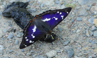 <i class='fa fa-user'></i>&nbsp;Ben Aalders&nbsp;|  Grote Weerschijnvlinder&nbsp; <i class='fa fa-eye'>&nbsp;119</i> &nbsp;<i class='fa fa-thumbs-up'>&nbsp;6</i> &nbsp; <i class='fa fa-comment-o'>&nbsp;5</i>