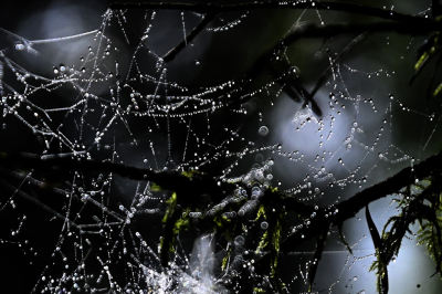 <i class='fa fa-user'></i>&nbsp;liesbeth van vliet&nbsp;|  Mist druppeltjes&nbsp; <i class='fa fa-eye'>&nbsp;49</i> &nbsp; <i class='fa fa-comment-o'>&nbsp;1</i>