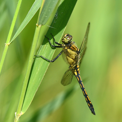 <i class='fa fa-user'></i>&nbsp;Eric Gibcus&nbsp;|  Gewone Oeverlibel&nbsp; <i class='fa fa-eye'>&nbsp;51</i> &nbsp; <i class='fa fa-comment-o'>&nbsp;1</i>