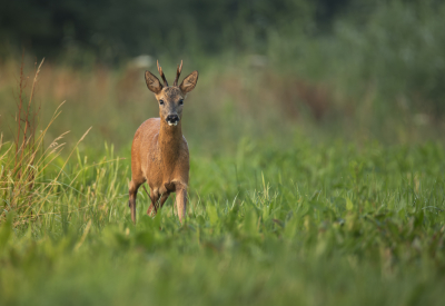 <i class='fa fa-user'></i>&nbsp;ErnovanDoorn&nbsp;|  Ree&nbsp; <i class='fa fa-eye'>&nbsp;58</i> &nbsp; <i class='fa fa-comment-o'>&nbsp;0</i>