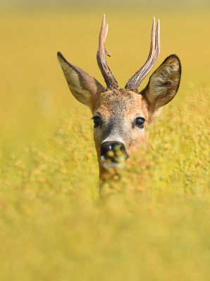 <i class='fa fa-user'></i>&nbsp;robert-jan&nbsp;|  Ree&nbsp; <i class='fa fa-eye'>&nbsp;79</i> &nbsp;<i class='fa fa-thumbs-up'>&nbsp;2</i> &nbsp; <i class='fa fa-comment-o'>&nbsp;4</i>