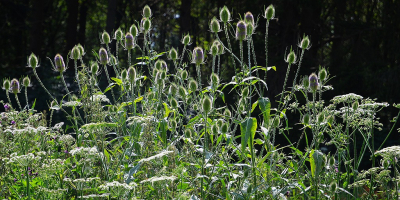 <i class='fa fa-user'></i>&nbsp;B.M.Schouten-Ruis&nbsp;|  Grote Kaardenbol&nbsp; <i class='fa fa-eye'>&nbsp;61</i> &nbsp; <i class='fa fa-comment-o'>&nbsp;4</i>