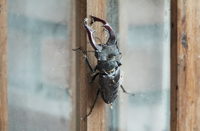 <i class='fa fa-user'></i>&nbsp;nelappelmelk&nbsp;|  Vliegend Hert&nbsp; <i class='fa fa-eye'>&nbsp;78</i> &nbsp; <i class='fa fa-comment-o'>&nbsp;2</i>