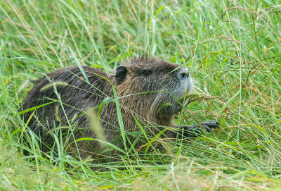 <i class='fa fa-user'></i>&nbsp;Eef Kieft&nbsp;|  Beverrat&nbsp; <i class='fa fa-eye'>&nbsp;69</i> &nbsp; <i class='fa fa-comment-o'>&nbsp;0</i>