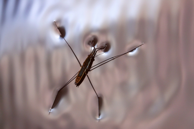 <i class='fa fa-user'></i>&nbsp;Sophie&nbsp;|  Schaatsenrijder&nbsp; <i class='fa fa-eye'>&nbsp;67</i> &nbsp;<i class='fa fa-thumbs-up'>&nbsp;6</i> &nbsp; <i class='fa fa-comment-o'>&nbsp;6</i>