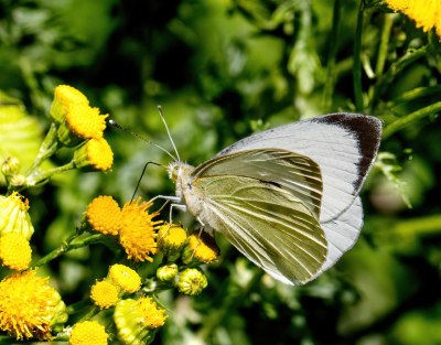 <i class='fa fa-user'></i>&nbsp;JohnSaxofoon&nbsp;|  Groot Koolwitje&nbsp; <i class='fa fa-eye'>&nbsp;41</i> &nbsp; <i class='fa fa-comment-o'>&nbsp;1</i>