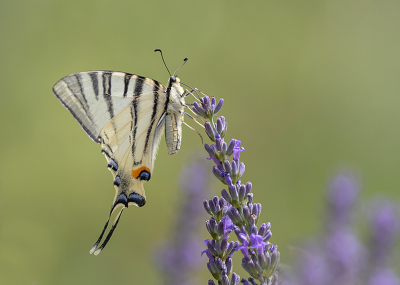 <i class='fa fa-user'></i>&nbsp;Tom&nbsp;|  Koningspage&nbsp; <i class='fa fa-eye'>&nbsp;117</i> &nbsp;<i class='fa fa-thumbs-up'>&nbsp;12</i> &nbsp; <i class='fa fa-comment-o'>&nbsp;6</i>