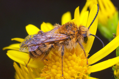 <i class='fa fa-user'></i>&nbsp;tonysettanta&nbsp;|  Pluimvoetbij&nbsp; <i class='fa fa-eye'>&nbsp;65</i> &nbsp; <i class='fa fa-comment-o'>&nbsp;6</i>