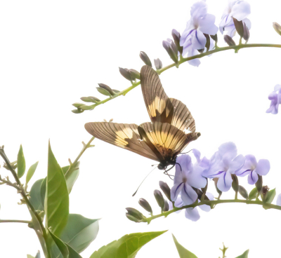 <i class='fa fa-user'></i>&nbsp;JohnSaxofoon&nbsp;|  Afrikaanse Gele Bandvlinder&nbsp; <i class='fa fa-eye'>&nbsp;87</i> &nbsp;<i class='fa fa-thumbs-up'>&nbsp;3</i> &nbsp; <i class='fa fa-comment-o'>&nbsp;4</i>