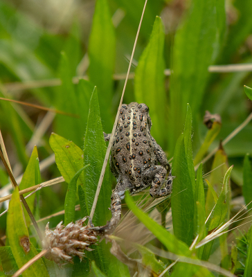 <i class='fa fa-user'></i>&nbsp;Eef Kieft&nbsp;|  Rugstreeppad&nbsp; <i class='fa fa-eye'>&nbsp;55</i> &nbsp; <i class='fa fa-comment-o'>&nbsp;2</i>