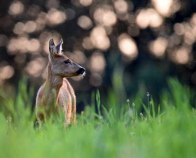 <i class='fa fa-user'></i>&nbsp;robert-jan&nbsp;|  Ree&nbsp; <i class='fa fa-eye'>&nbsp;66</i> &nbsp; <i class='fa fa-comment-o'>&nbsp;2</i>