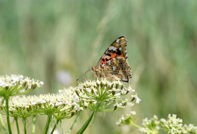 <i class='fa fa-user'></i>&nbsp;Jelle Bakker&nbsp;|  Distelvlinder&nbsp; <i class='fa fa-eye'>&nbsp;54</i> &nbsp;<i class='fa fa-thumbs-up'>&nbsp;2</i> &nbsp; <i class='fa fa-comment-o'>&nbsp;2</i>