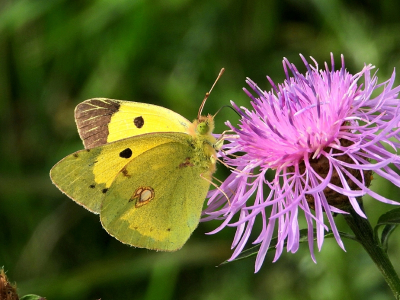 <i class='fa fa-user'></i>&nbsp;Jelle Bakker&nbsp;|  Oranje Luzernevlinder&nbsp; <i class='fa fa-eye'>&nbsp;68</i> &nbsp;<i class='fa fa-thumbs-up'>&nbsp;2</i> &nbsp; <i class='fa fa-comment-o'>&nbsp;4</i>