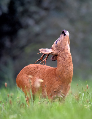 <i class='fa fa-user'></i>&nbsp;robert-jan&nbsp;|  Ree&nbsp; <i class='fa fa-eye'>&nbsp;105</i> &nbsp;<i class='fa fa-thumbs-up'>&nbsp;3</i> &nbsp; <i class='fa fa-comment-o'>&nbsp;4</i>