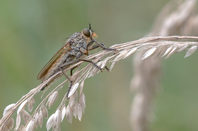 <i class='fa fa-user'></i>&nbsp;Johan van Gurp&nbsp;|  Roodbaardroofvlieg&nbsp; <i class='fa fa-eye'>&nbsp;65</i> &nbsp;<i class='fa fa-thumbs-up'>&nbsp;5</i> &nbsp; <i class='fa fa-comment-o'>&nbsp;5</i>